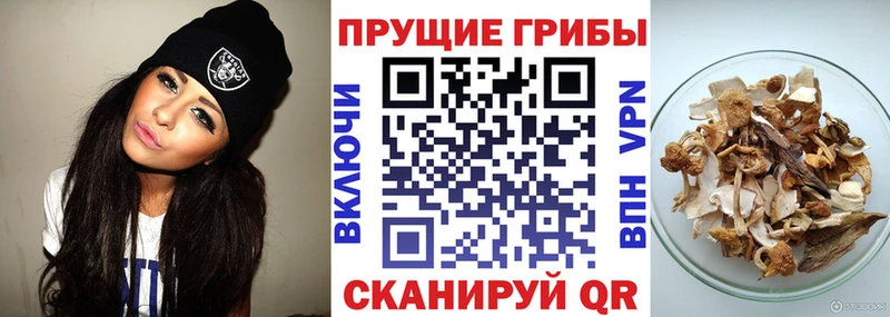 Купить закладки  Заволжье  Псилоцибиновые грибы Magic Shrooms 